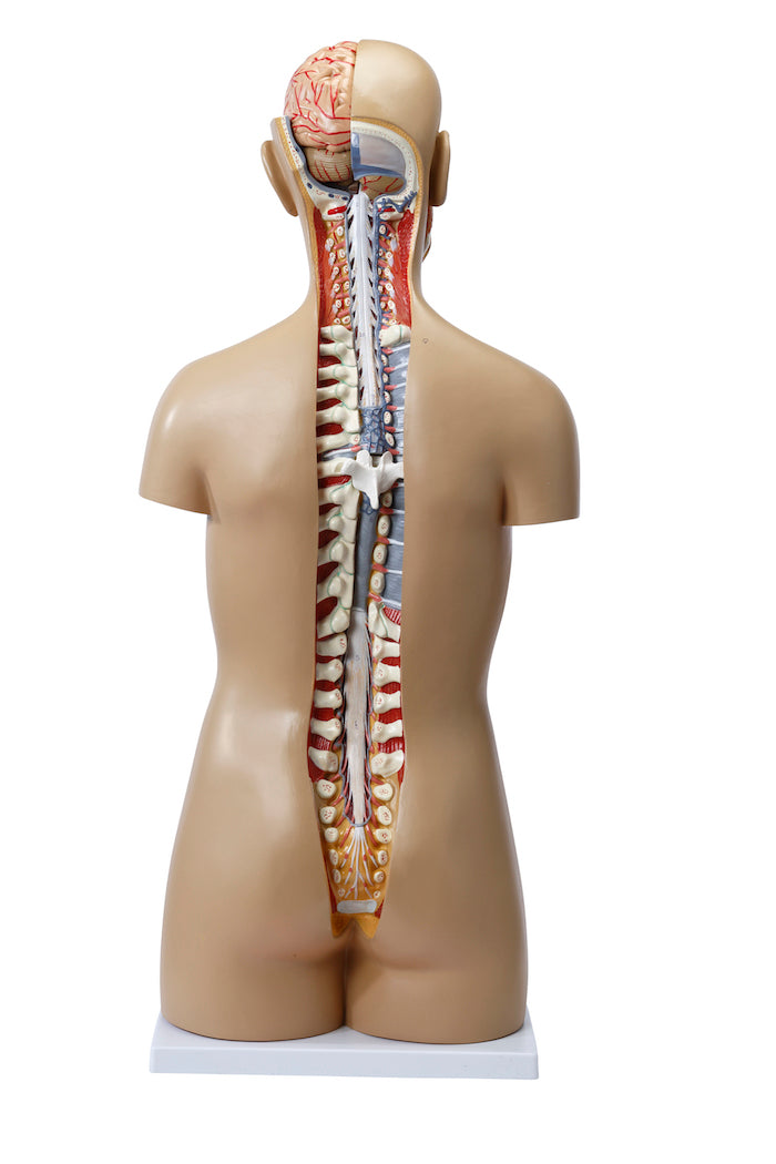 Highly detailed torso with 16 removable parts, open back and genderless