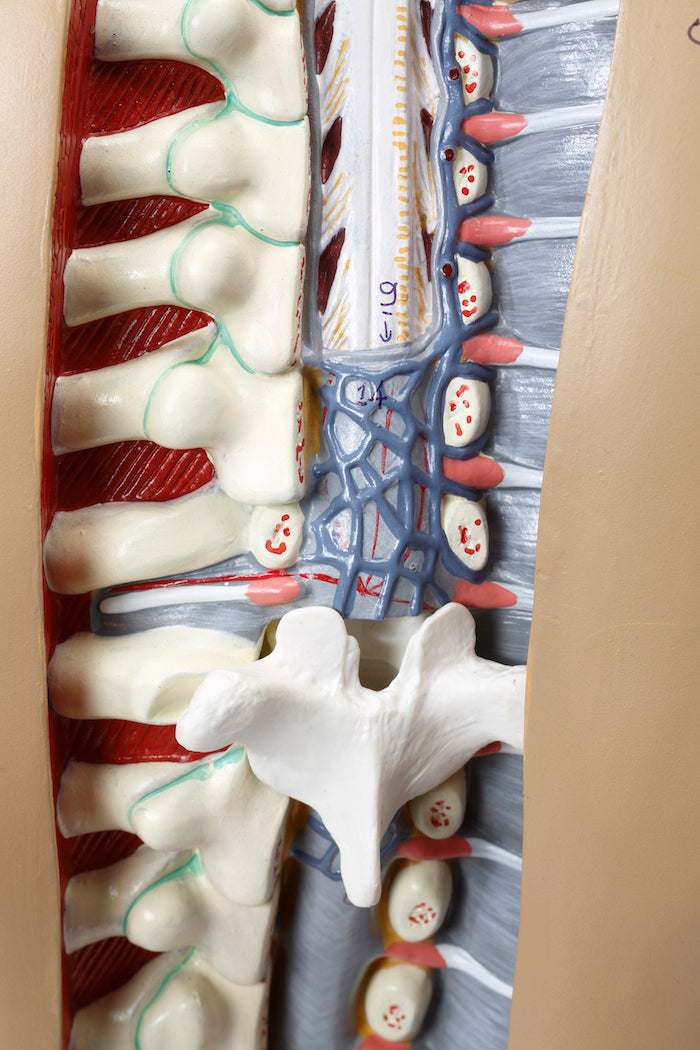 Highly detailed torso with 16 removable parts, open back and genderless