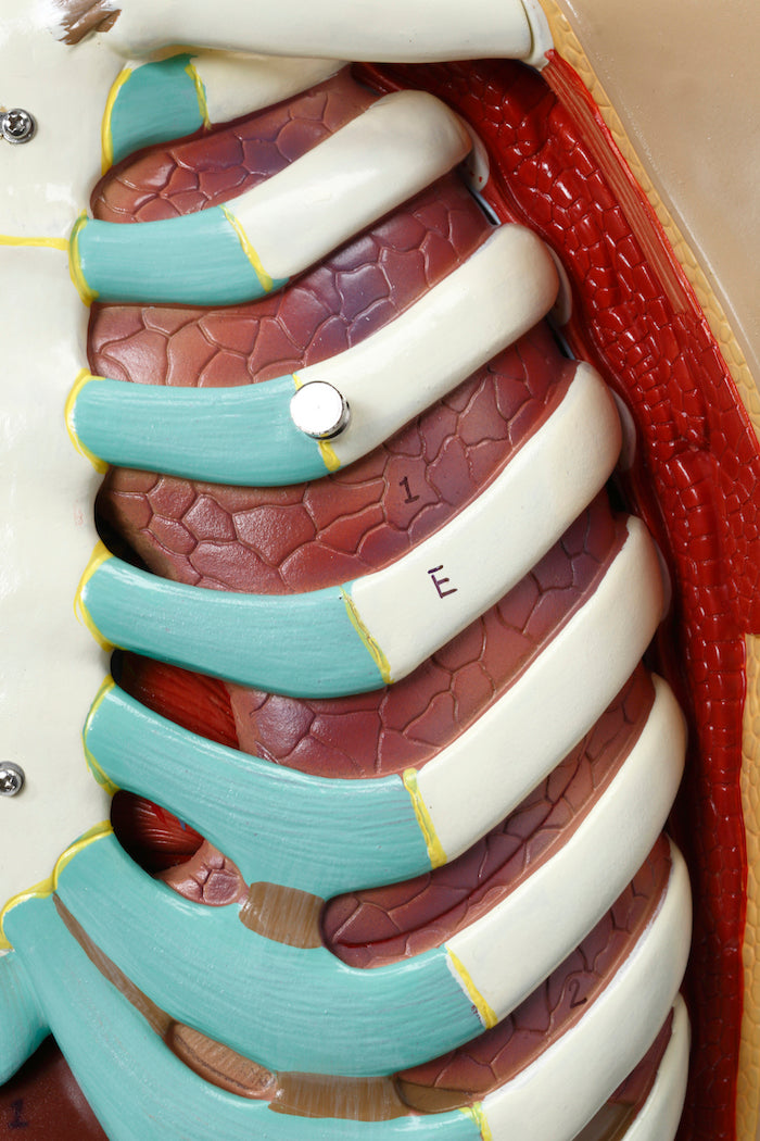 Highly detailed torso with 16 removable parts, open back and genderless