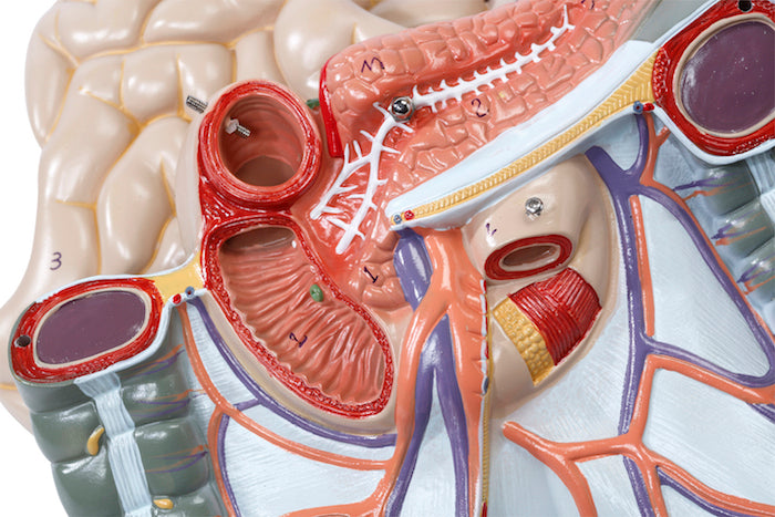 Highly detailed torso with 16 removable parts, open back and genderless