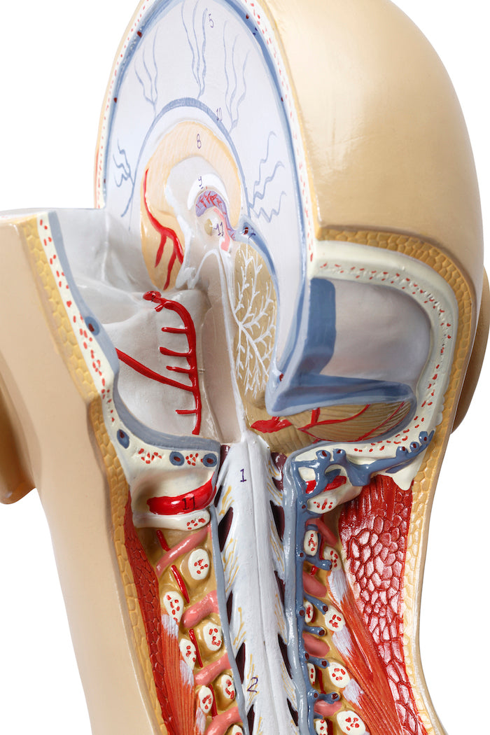 Highly detailed torso with 16 removable parts, open back and genderless