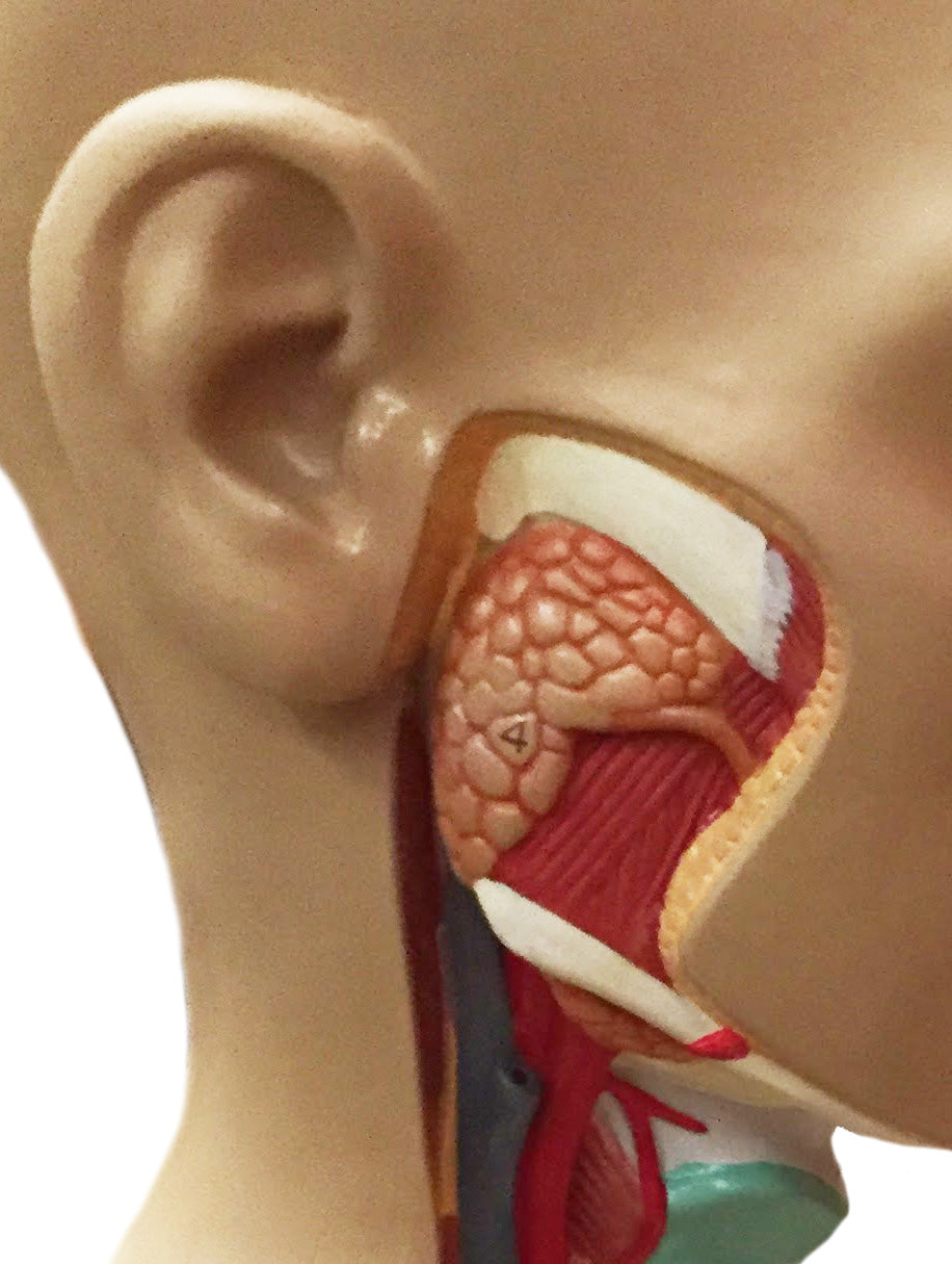 Highly detailed torso with 16 removable parts, open back and genderless