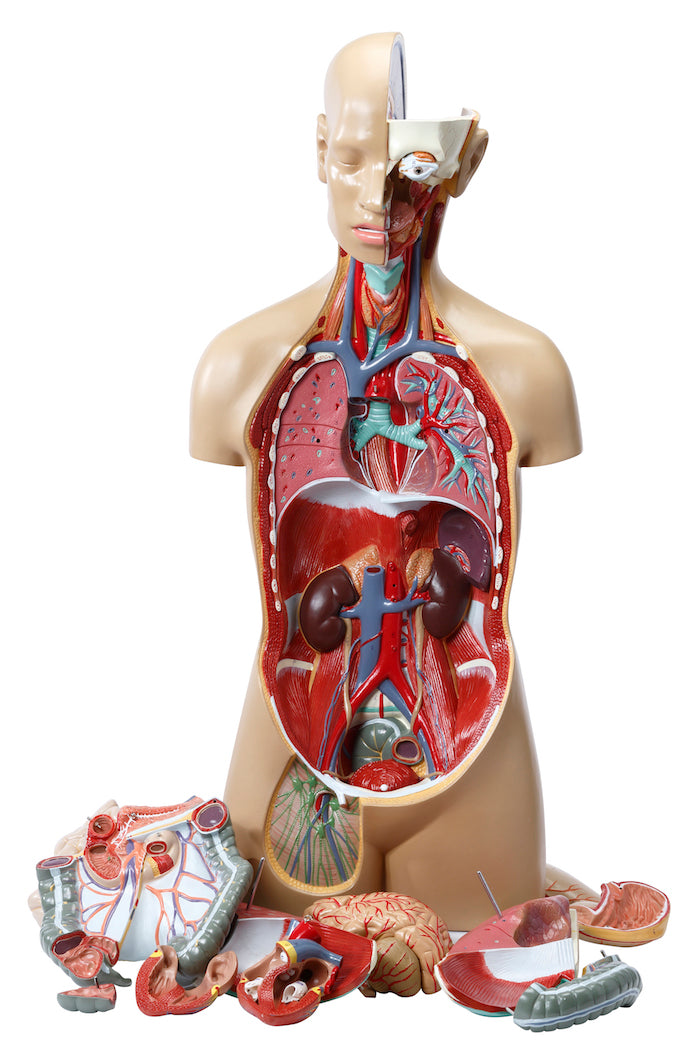 Highly detailed torso with 16 removable parts, open back and genderless