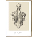 Anatomisk kunstplakat, m. trapezius © eAnatomi