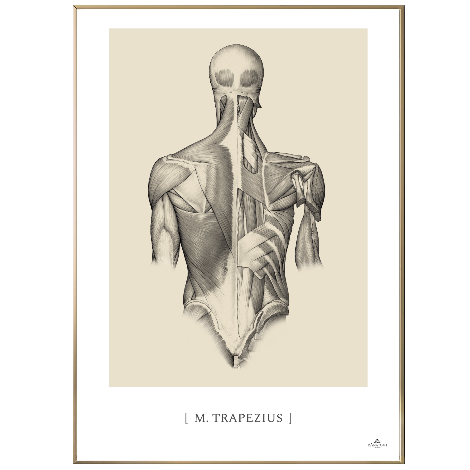 Anatomisk kunstplakat, m. trapezius © eAnatomi