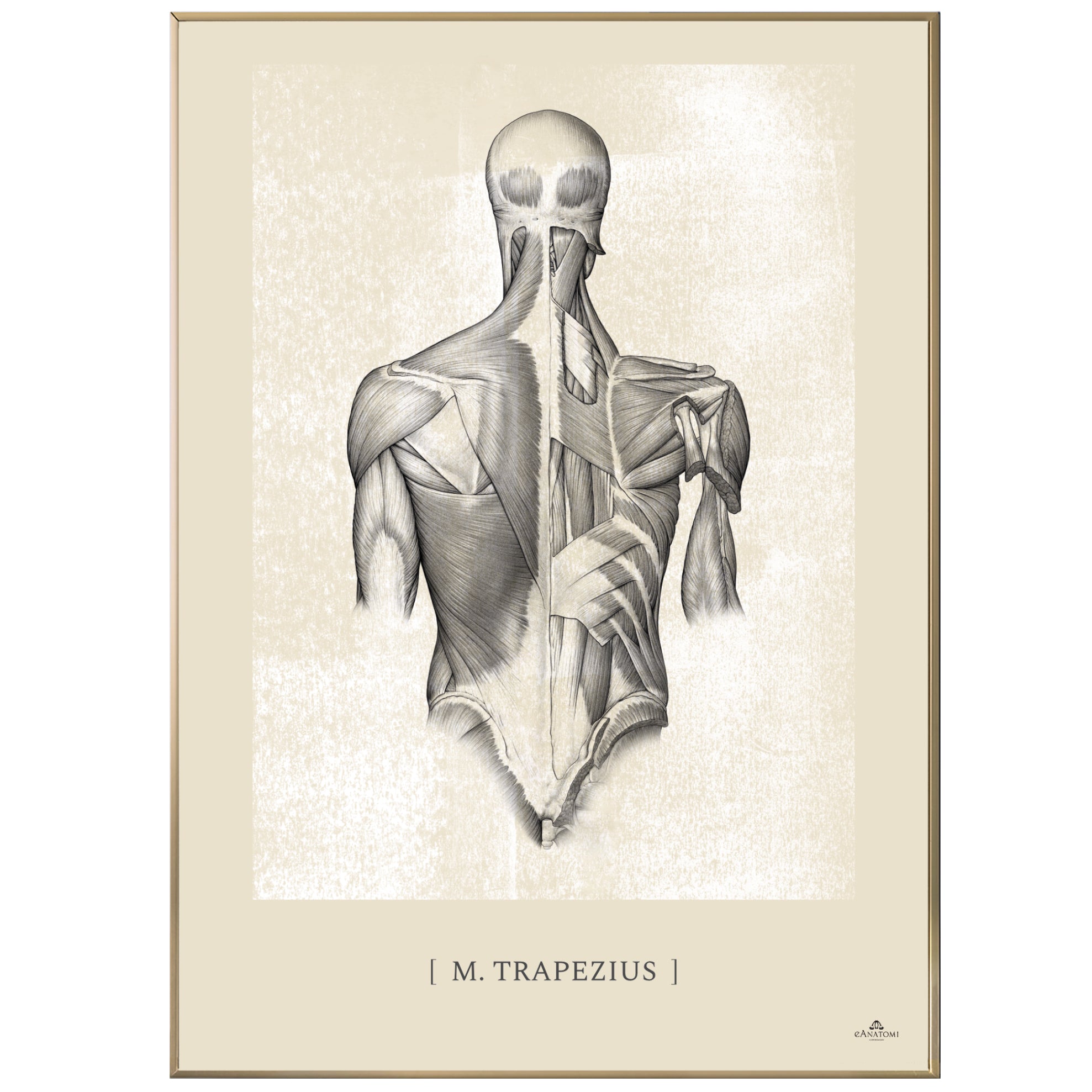 Anatomisk kunstplakat, m. trapezius white chalk © eAnatomi