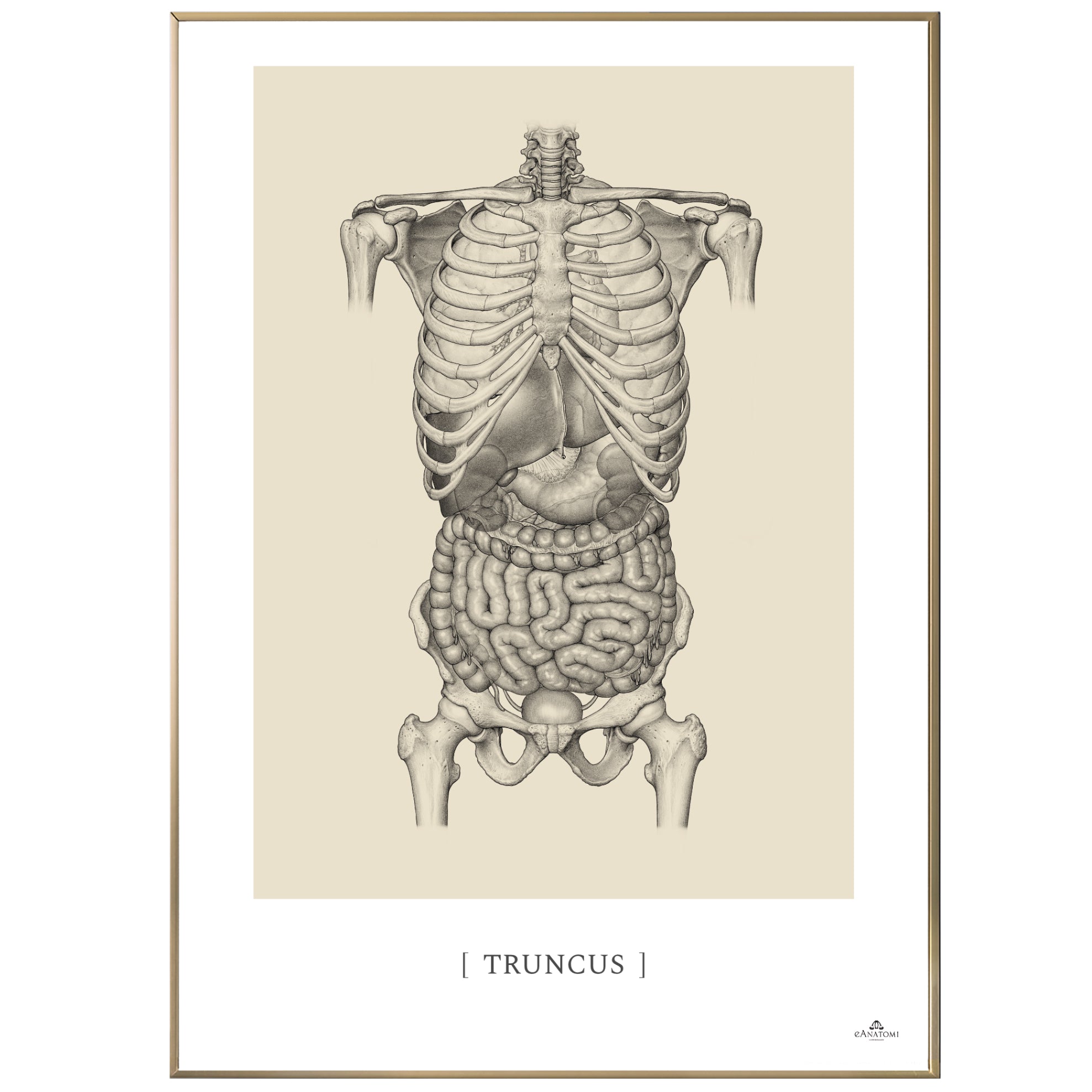 Anatomisk kunstplakat, truncus © eAnatomi