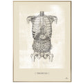 Anatomisk kunstplakat, truncus white chalk © eAnatomi