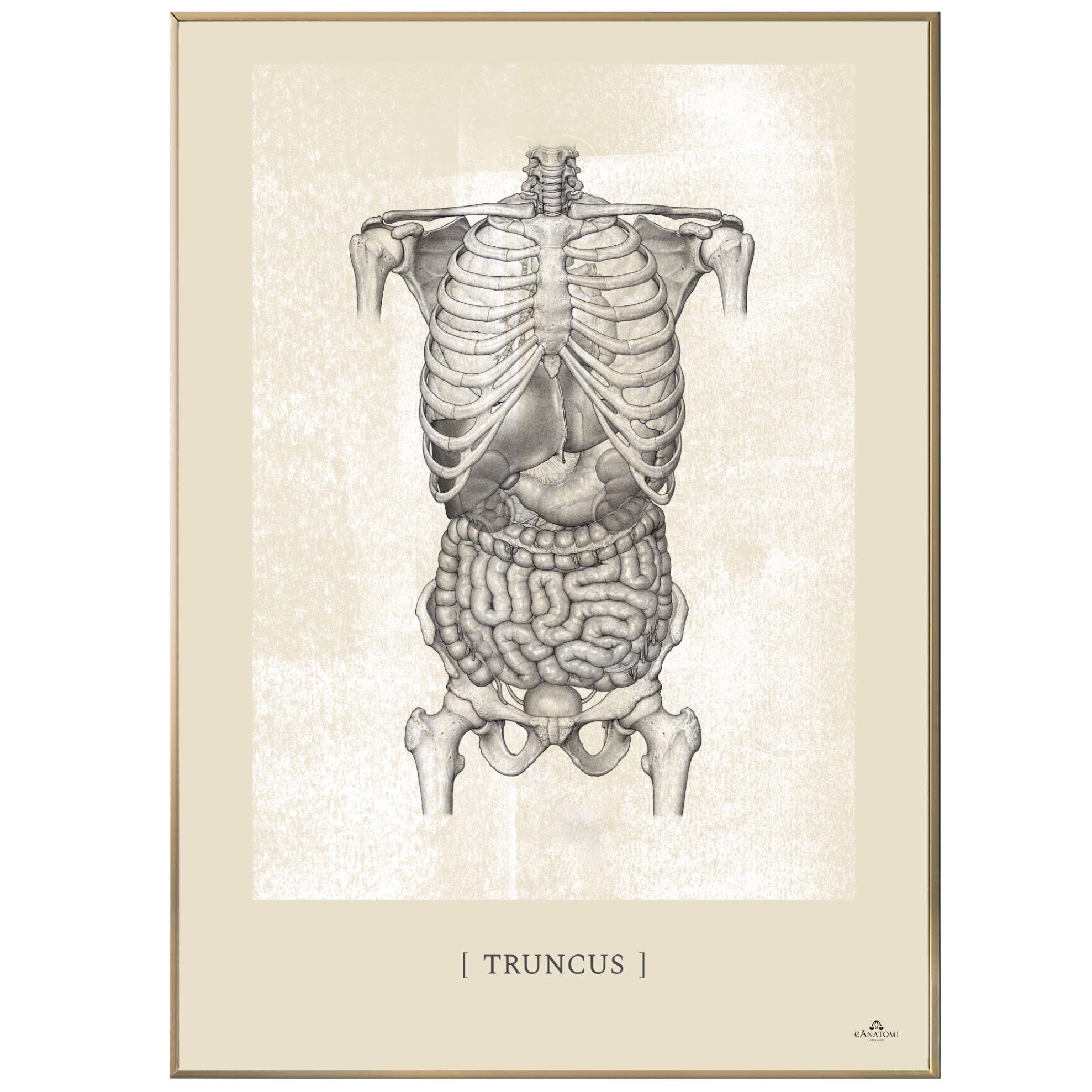 Anatomisk kunstplakat, truncus white chalk © eAnatomi