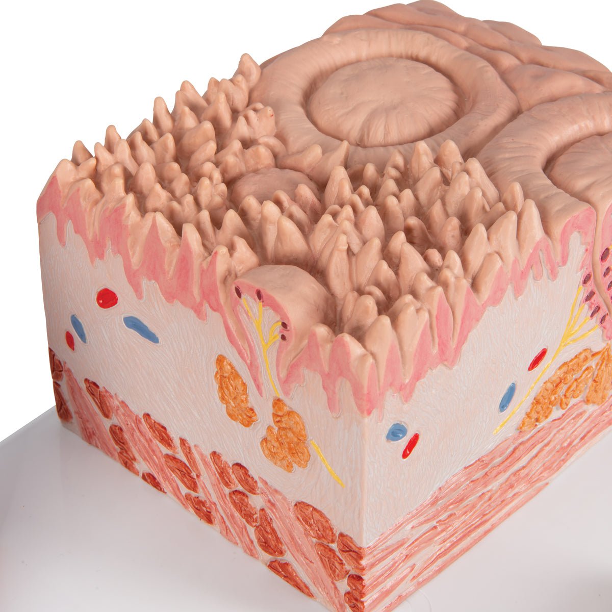 Tungens forskellige væv - eAnatomi