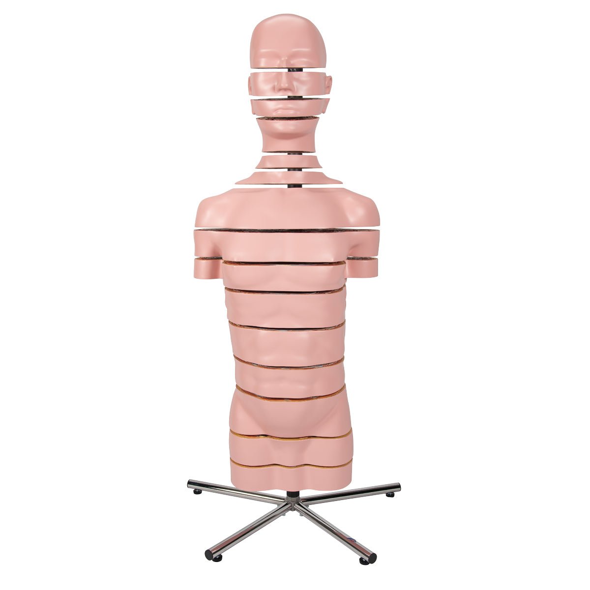 MRI torso, 15 snitflader, 130 cm - eAnatomi