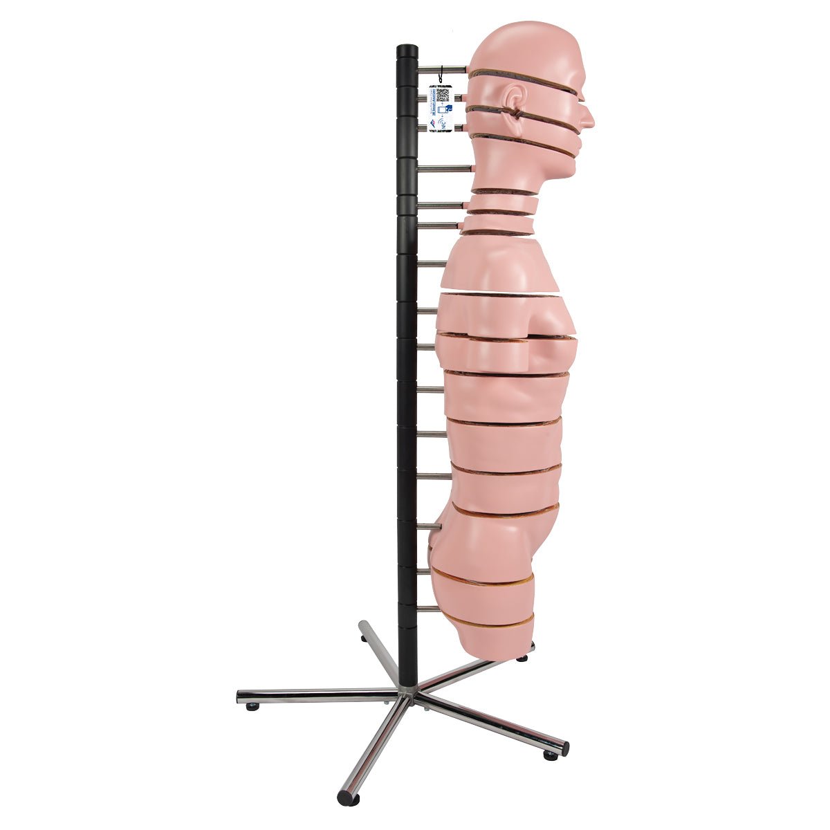 MRI torso, 15 snitflader, 130 cm - eAnatomi