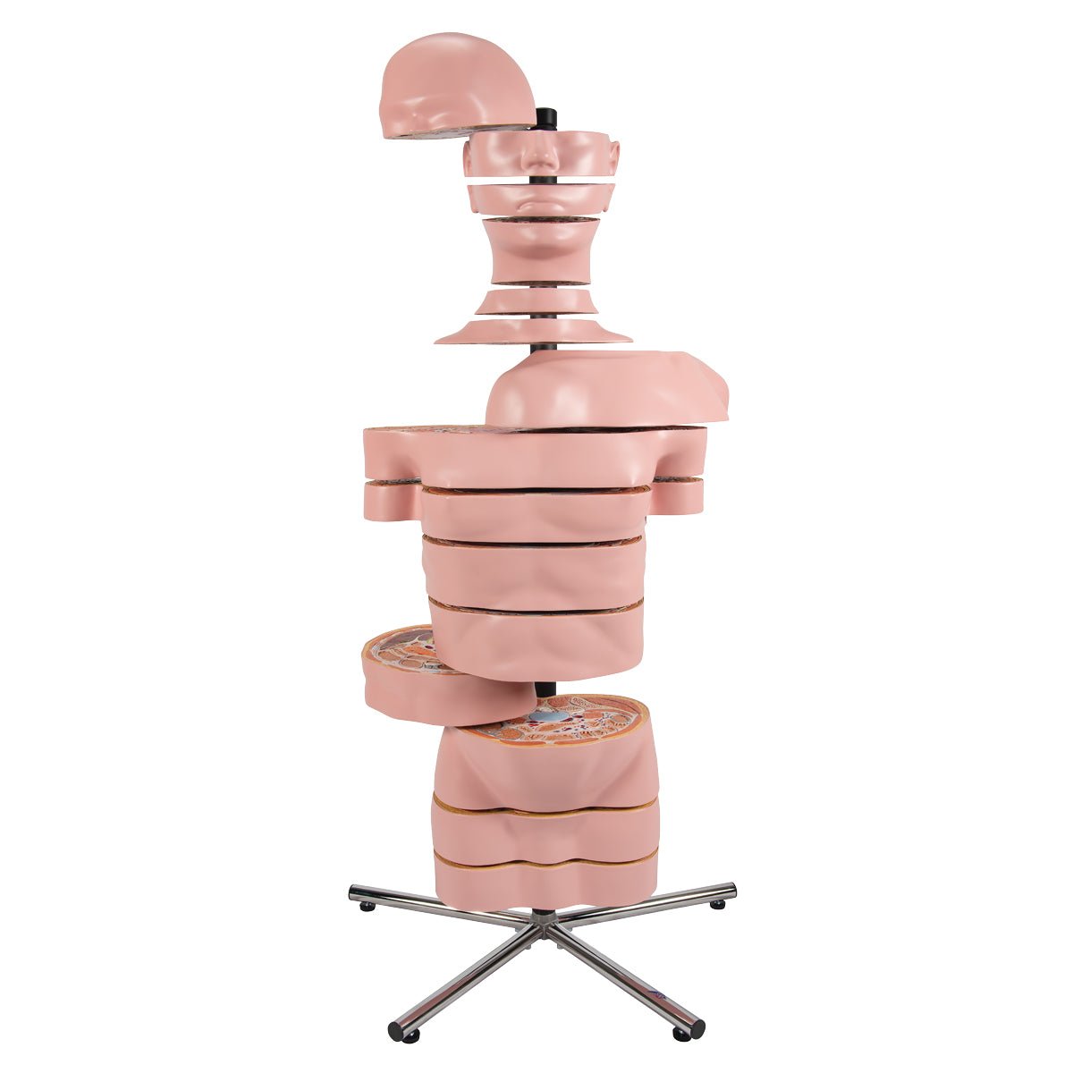 MRI torso, 15 snitflader, 130 cm - eAnatomi