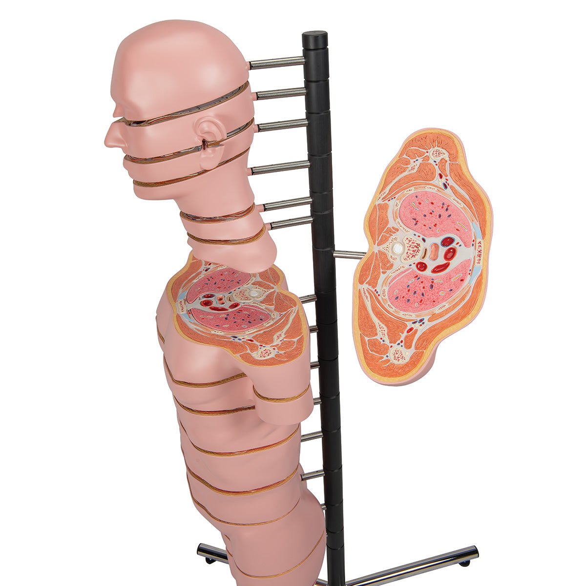 MRI torso, 15 snitflader, 130 cm - eAnatomi