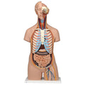 Torso, kønsløs, 15 dele, 87 cm - eAnatomi