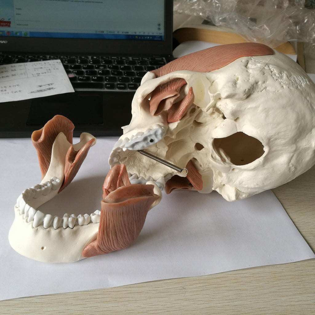 Skull with masticatory muscles, 10 parts