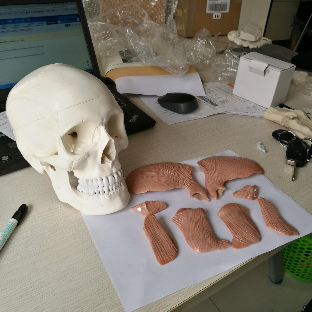Skull with masticatory muscles, 10 parts